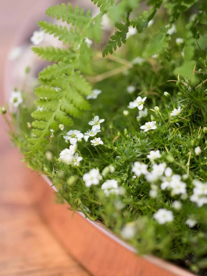 Large Round Copper Plant Tray, 14" - Image 2