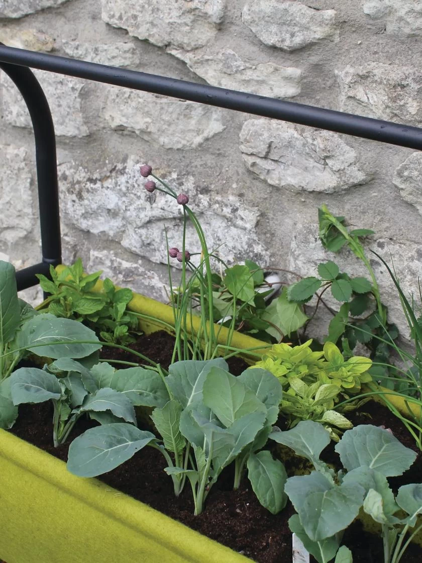 Vigoroot™ Self-Watering Easy Garden Planter - Image 5