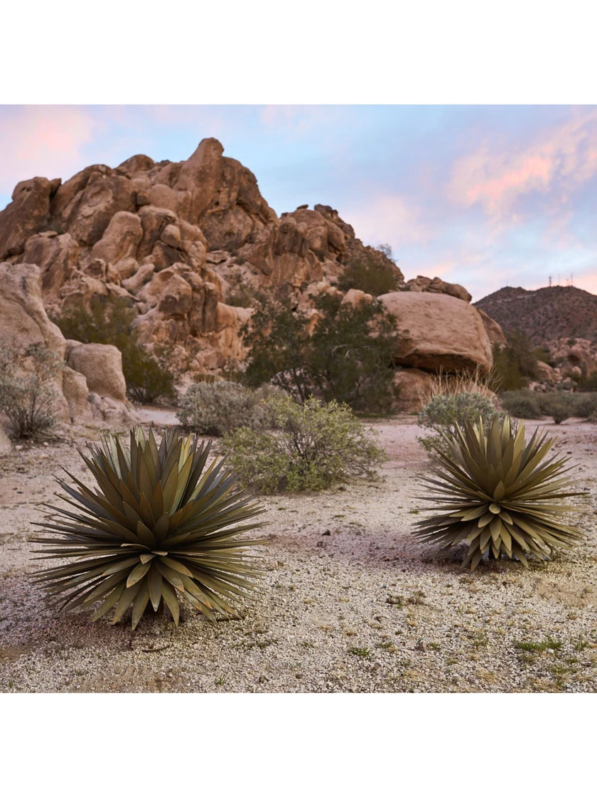 Desert Steel Yucca Plant Sculpture - Image 4