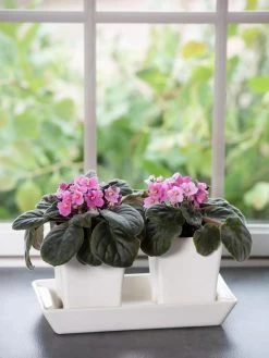 Stoneware Self-Watering Windowsill Planters, Set Of 2