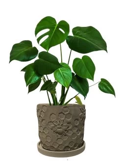 Concrete Honeycomb Bee Planter